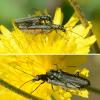 Oedemera sp.